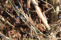 Schistocerca piceifrons