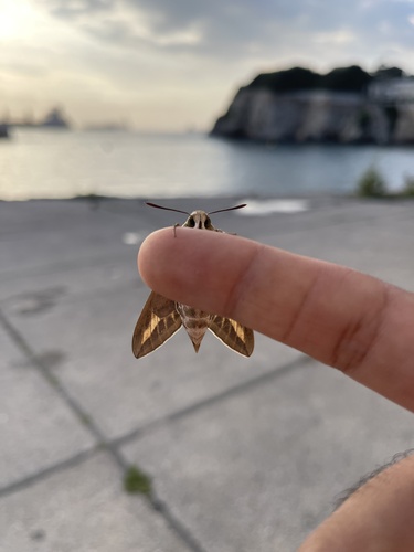 Striped Hawkmoth, Keightley Way, Gibraltar, photo 9 of 10