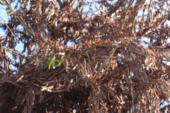 Schistocerca piceifrons