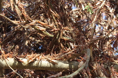 Schistocerca piceifrons