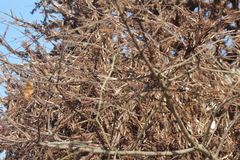 Schistocerca piceifrons