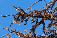 Schistocerca piceifrons