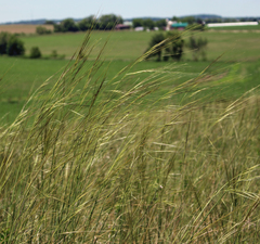 Hesperostipa spartea