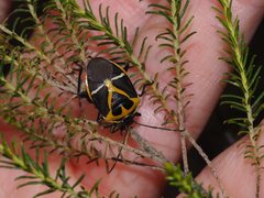 Commius elegans