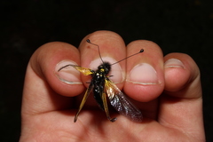 Libelloides rhomboideus