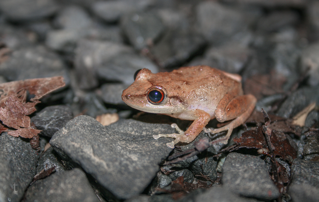 Spring Rain Frog Rain Frogs in June 2023 by Tony Colbert. Unsure of ID; iris not nearly ...