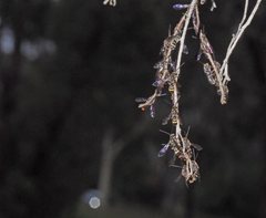 Lasioglossum peraustrale