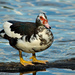 Muscovy Ducks - Photo (c) John Brian Silverio, some rights reserved (CC BY-NC-ND)