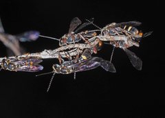 Lasioglossum peraustrale