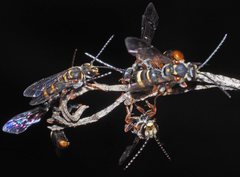 Lasioglossum peraustrale