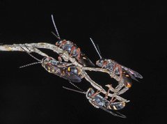 Lasioglossum peraustrale