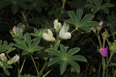Lupinus albus