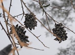 Megachile lucidiventris