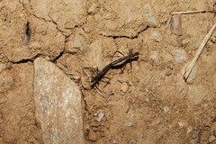 Micrelytra fossularum