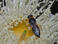 Hylaeus euxanthus