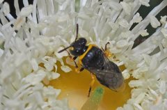 Hylaeus euxanthus