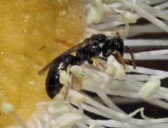 Hylaeus aralis