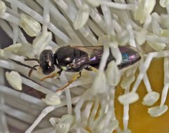 Hylaeus aralis