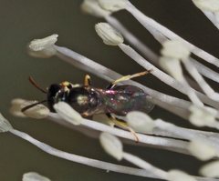 Hylaeus aralis