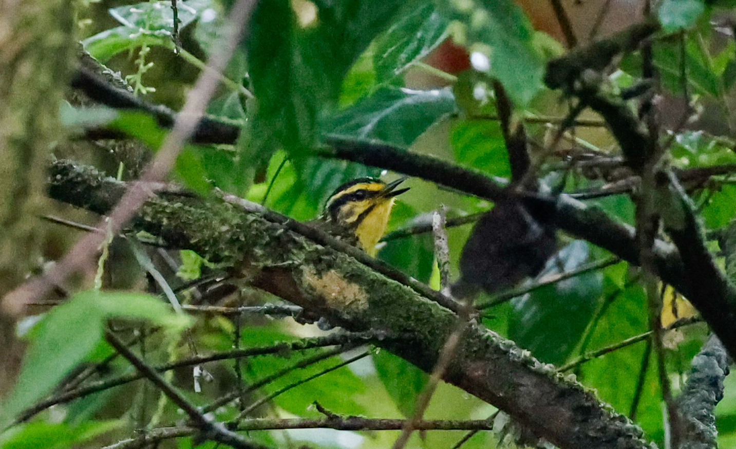 Yellow-browed Antbird (Hypocnemis hypoxantha), photo 1