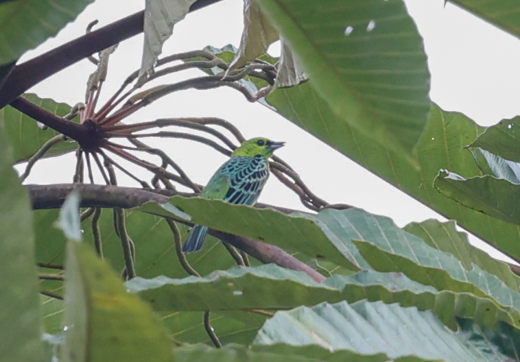 Yellow-bellied Tanager (Ixothraupis xanthogastra), photo 3