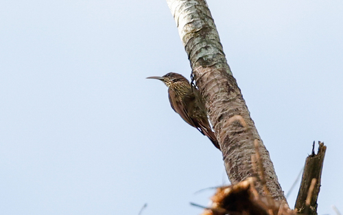 Duida Woodcreeper (Lepidocolaptes duidae)