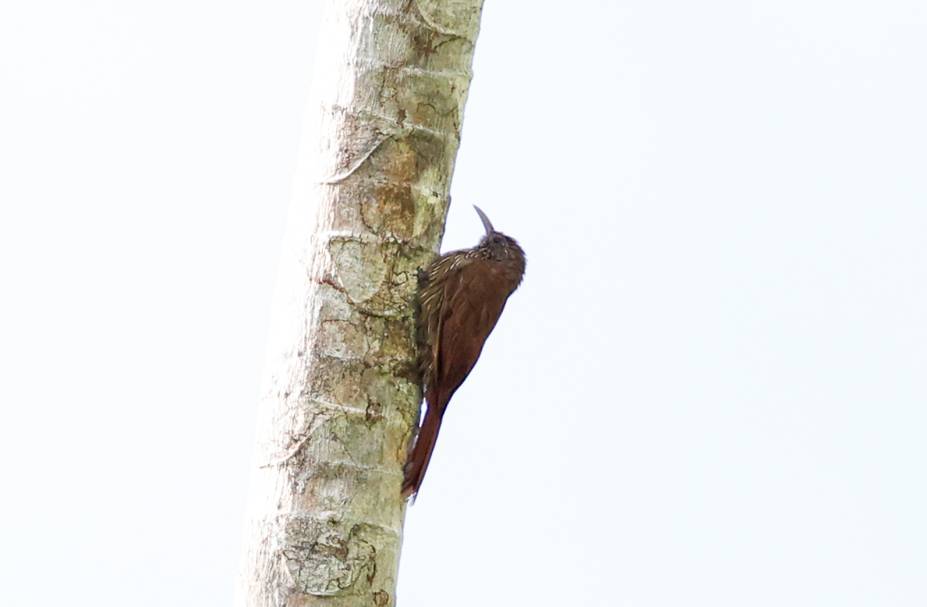 Duida Woodcreeper (Lepidocolaptes duidae), photo 2