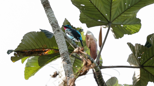 Spangled Cotinga (Cotinga cayana), photo 7