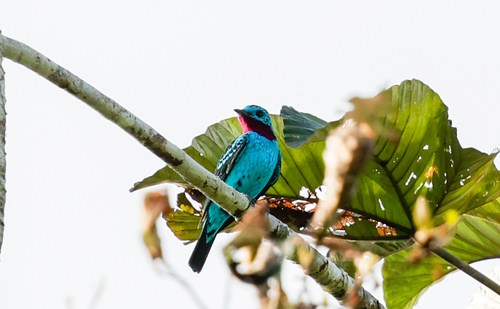 Spangled Cotinga (Cotinga cayana), photo 6