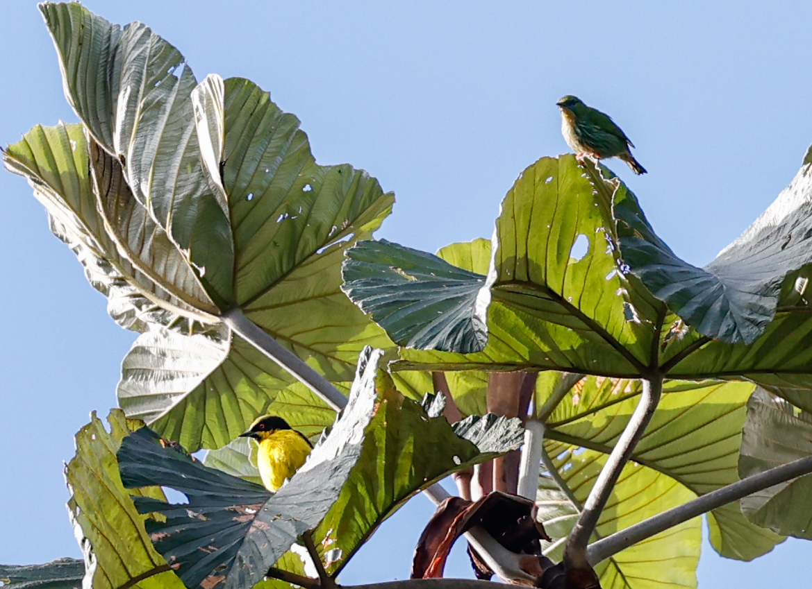 Yellow-bellied Dacnis (Dacnis flaviventer)