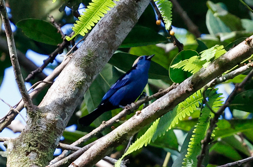 Opal-crowned Tanager (Tangara callophrys), photo 7