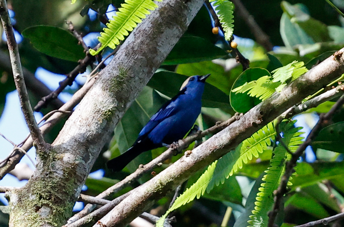 Opal-crowned Tanager (Tangara callophrys), photo 9