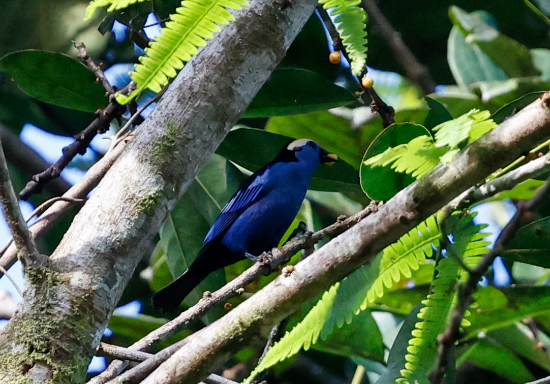 Opal-crowned Tanager (Tangara callophrys), photo 10