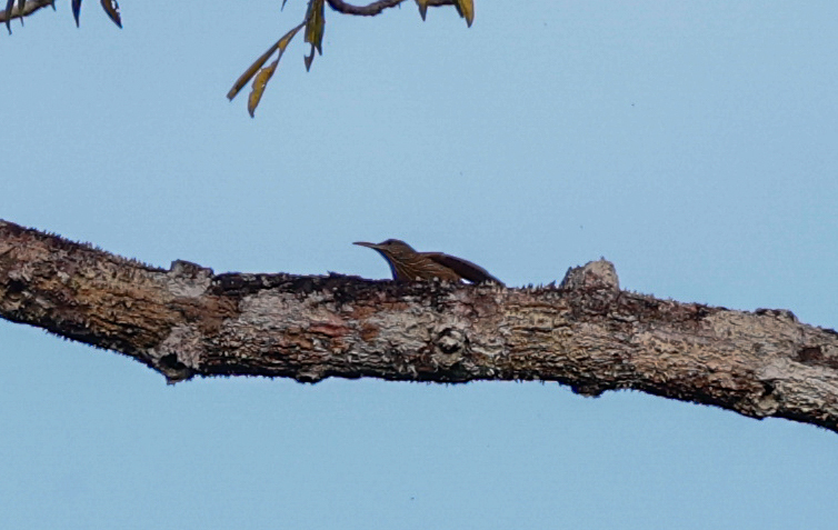 Duida Woodcreeper (Lepidocolaptes duidae), photo 3