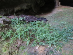 Asplenium cimmeriorum