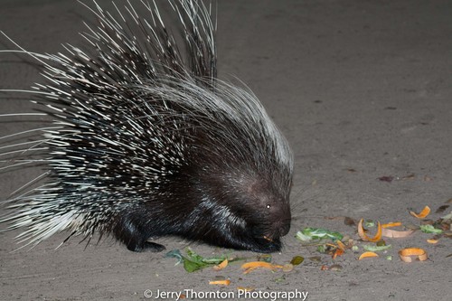 Cape Porcupine, photo 2 of 10
