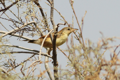 Cisticola marginatus