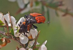 Castiarina erythroptera