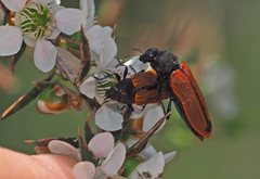 Castiarina erythroptera
