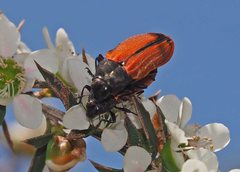 Castiarina erythroptera