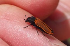 Castiarina erythroptera