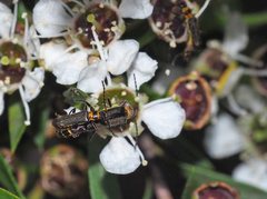 Chauliognathus sydneyanus