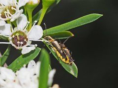 Chauliognathus sydneyanus