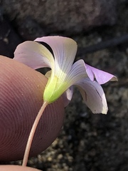 Oxalis livida