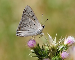 Tharsalea xanthoides