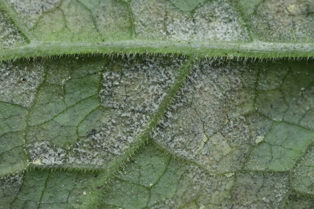 Hyaloperonospora lunariae