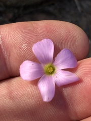 Oxalis livida