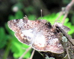 Chiomara asychis