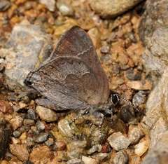 Satyrium tetra