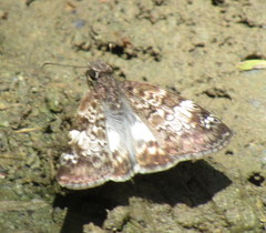 Chiomara asychis
